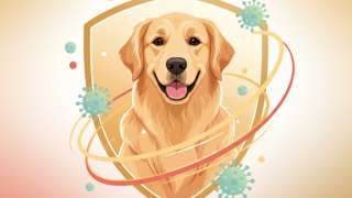 犬冠状病毒ccv会传染吗 - 宠物饲养封面图